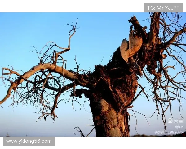 诺伊尔:守护球门的传奇之路与不屈精神的完美结合 诺伊尔:守护球门的传奇之路与不屈精神的完美结合